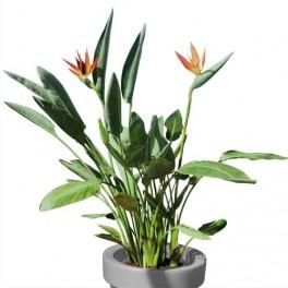 MTI PLANTE VERTE STRELITZIA HAUTEUR 120 CM DIAMÈTRE 45 CM