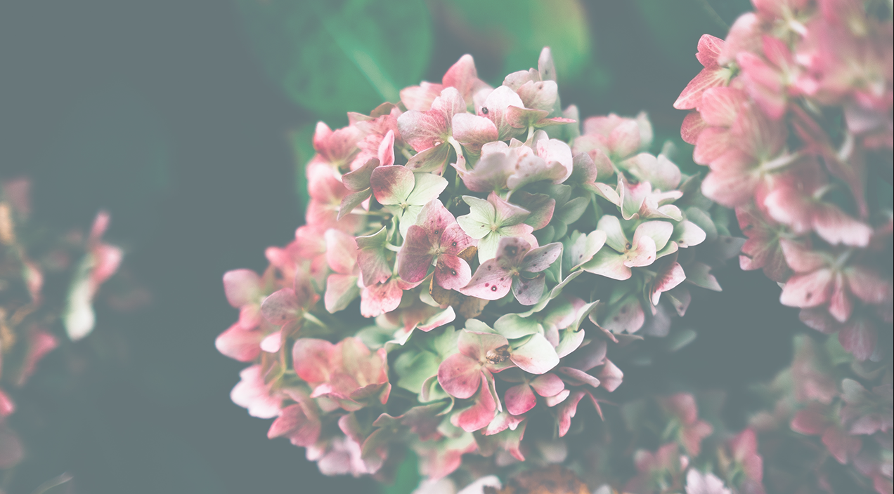 Jardin du Souvenir Pour un dernier hommage - Composé de Coupe de plusieurs plantes variées de saison_0