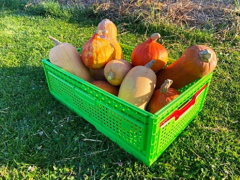 Lot de 5 caisses de récolte pliables - 20cm, 15 kg, 39L, 1658g_0