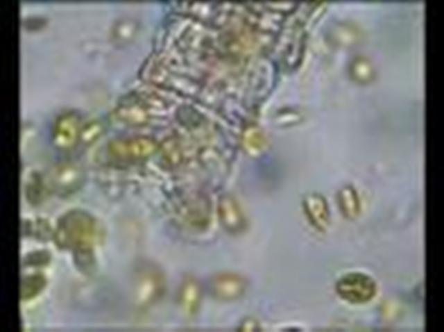Traitement biologique des hydrocarbures - Oxydation des HAP pour lagunage naturel et stations d'épuration_0