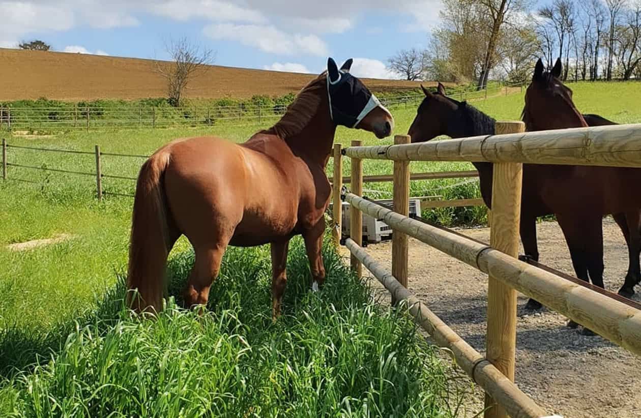 Clôture bois standard pour chevaux - horse stop - 3 demi-lices, 1m50 - ref. B12225-3_0