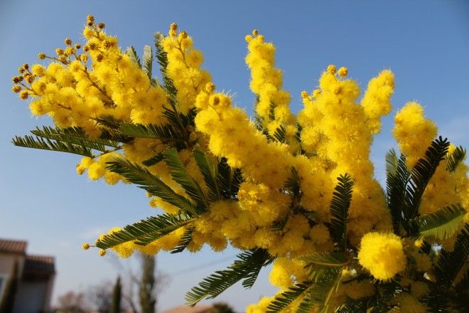 Mimosa Dealbata Gaulois Bouture Pepinieres Frances Gaec