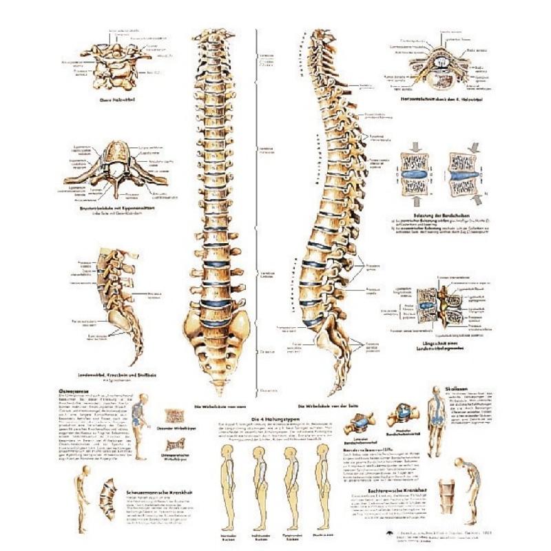 L Anatomie Du Corps Humain 24 Grandes Planches Illustrées