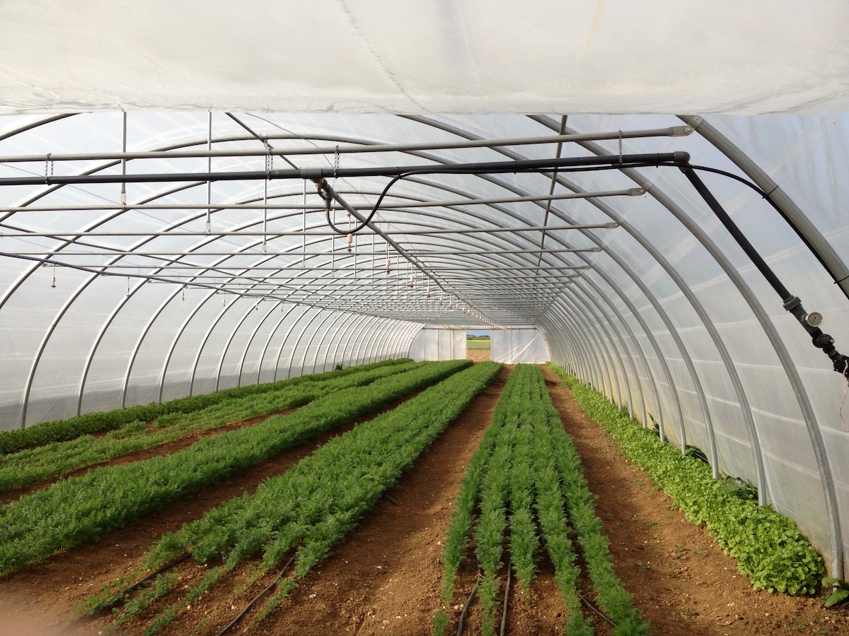 Serres tunnel à structure classique en acier galvanisé avec toiture anti-UV - Plusieurs dimensions disponibles_1