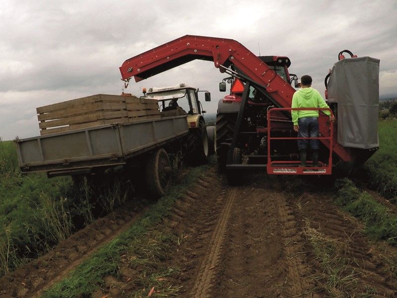 Arracheuse par préhension P3K Farmer - Dewulf BV - mono-rang avec élévateur de décharge - puissance minimale 80 HP_0