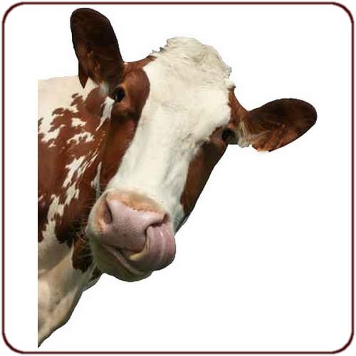Sticker animal Tête de vache 30x20cm  158879B35450