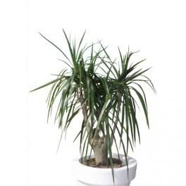 MTI PLANTE VERTE DRACAENA MARGINATA HAUTEUR 60/70 CM DIAMETRE 30 CM