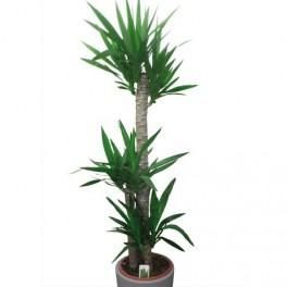 MTI PLANTE VERTE YUCCA 3 PIEDS HAUTEUR 140 CM DIAMÈTRE 30 CM