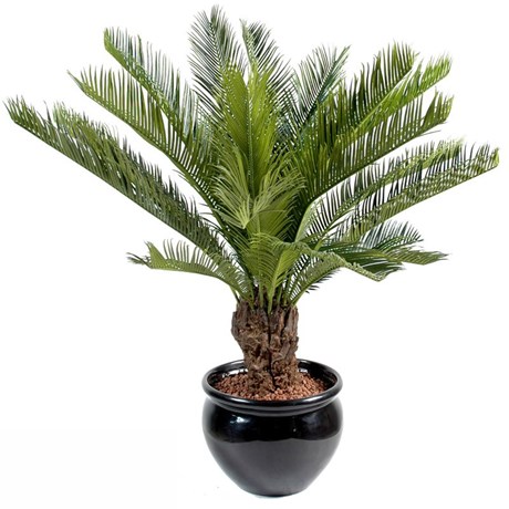 CYCAS 90 CM