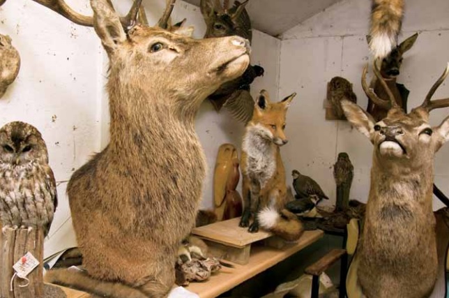 Mousse pu pour taxidermistes / naturalistes / empailleurs_0