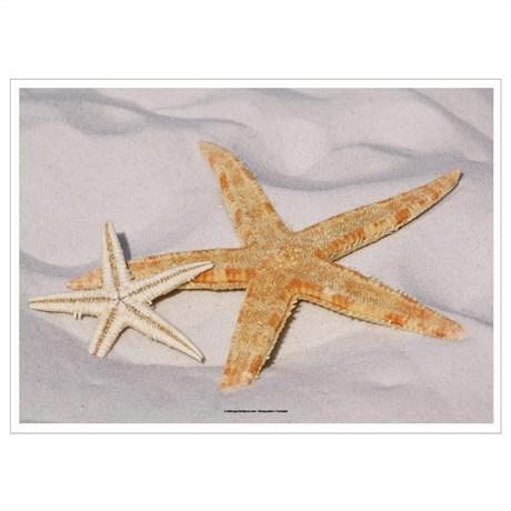 SET DE TABLE OFFSET STARFISH 31X43 CM LITOS QUADRICHOMIE (VENDU PAR 2000)