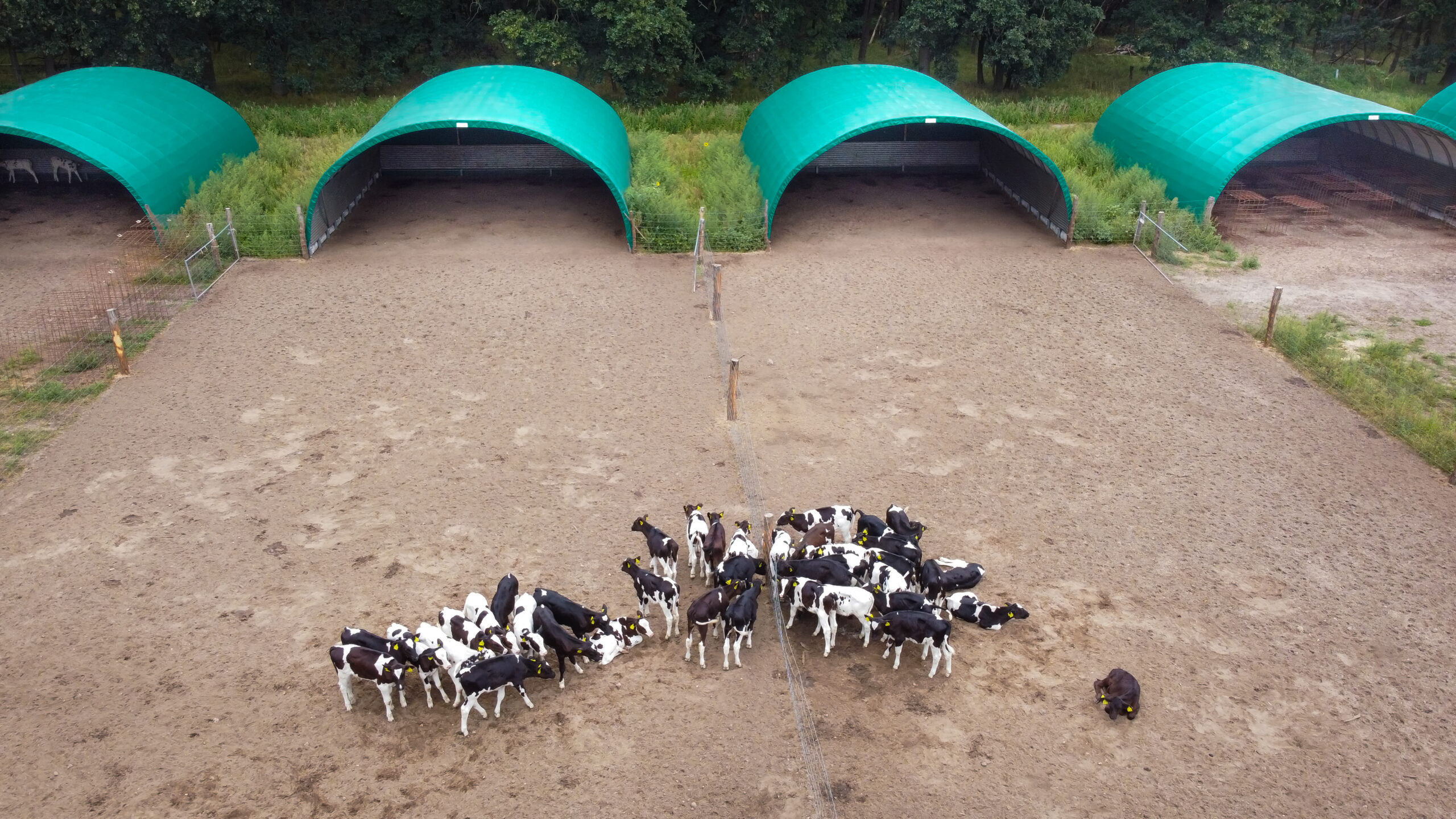 Bâtiment d'élevage pour bovin à lait - Ventilation naturelle optimale, isolation et confort acoustique - Tunnel TOUTABRI_0