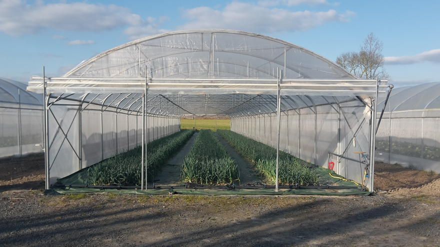 Serre tunnel à tomates