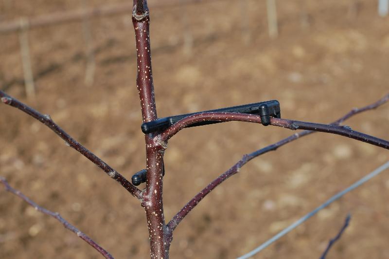 Écarteur de branche Astfix - 10 cm, 500 pièces - robuste pour jeunes pousses et branches d'un an_0