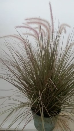 HERBE EN POT 85 CM