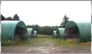 Tunnel d'élevage pour bovins  - TYPE 9.50 ou 10m_1