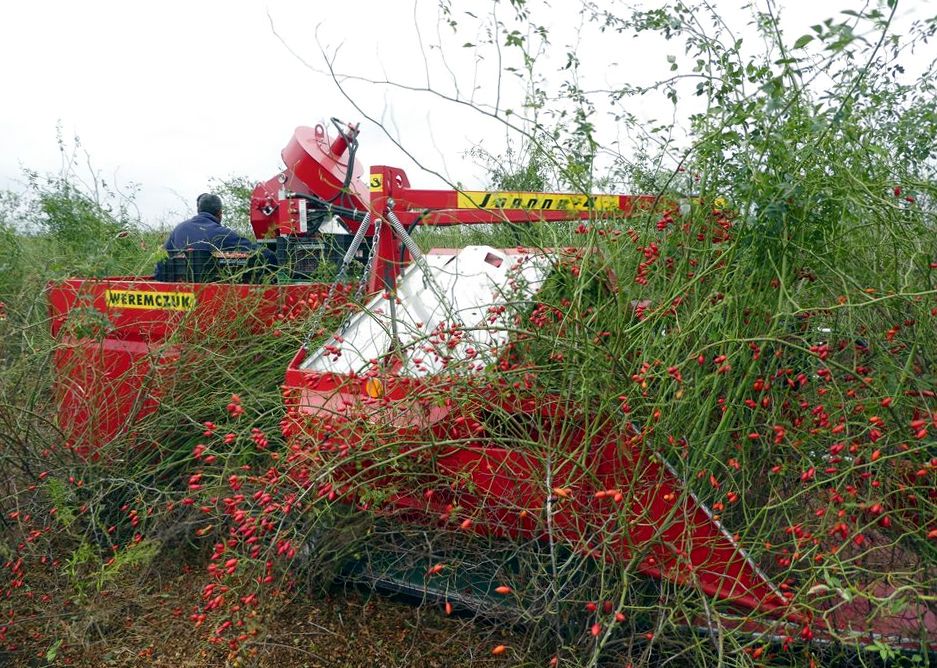 Récolteuse à baies JOANNA 4 - WEREMCZUK - puissance minimale 40 HP - productivité 0,15 à 0,25 ha/h - capacité 1150 kg_0