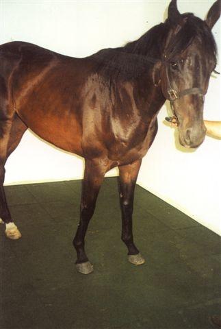 Dalles amortissantes en caoutchouc XE DJP pour box à chevaux - 50x50 cm - Solides et absorbantes_0