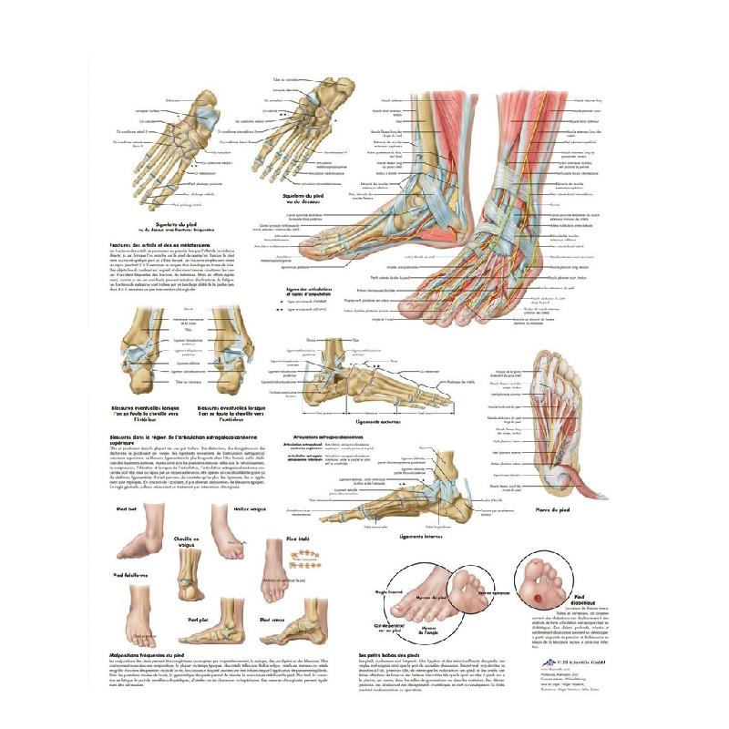 L Anatomie Du Corps Humain 24 Grandes Planches Illustrées