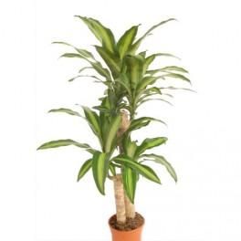 MTI PLANTE VERTE DRACAENA MASSENG HAUTEUR 60 CM DIAMÈTRE 30 CM