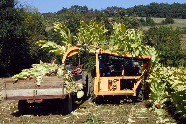 Récolteuse de plante à feuille