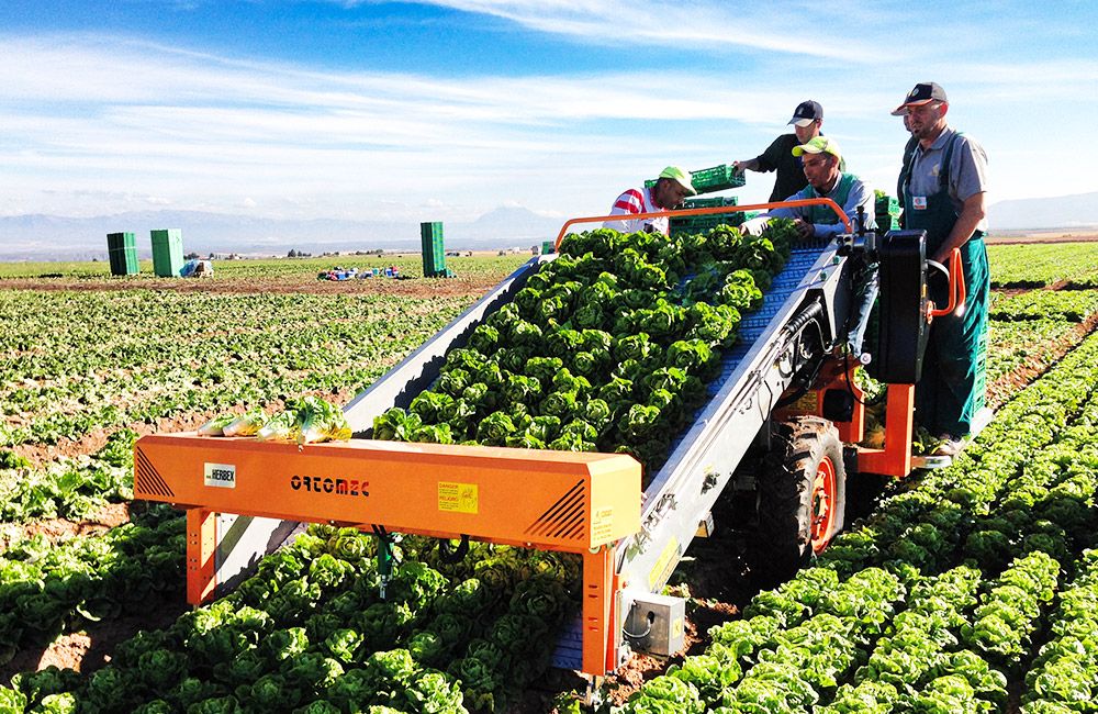 Récolteuse de légumes 8200 lattuga - ortomec srl - largeur de la tête de récolte 130 à 180 cm_0