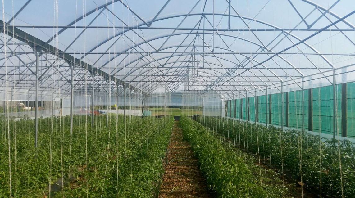 Serre à travées multiples conçue pour la couverture de vastes surfaces - Multimed_0