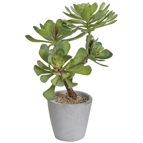 PLANTE EN POT À POSER SUCCULENTE