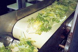 Bandes transporteuses monomatières pour l’industrie agroalimentaire - Mafdel - imperméables, imputrescibles et conformes aux normes internationales_0
