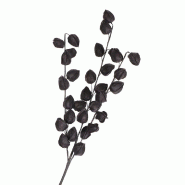 Physalis noire H82 cm