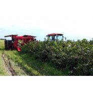 Récolteuse Victor Z - Weremczuk - Baies de groseille, aronia et autres - Productivité 0.3-0.6 ha/h - Vitesse 0.5-2.0 km/h_1