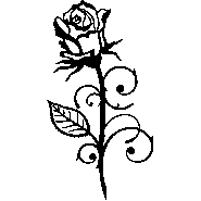 Sticker rose délicate Sticker rose délicate