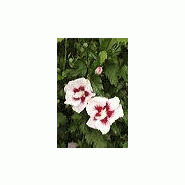 Plante hibiscus syriacus 'helene' Plante hibiscus syriacus 'helene'