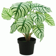 Calathea dans pot H42cm