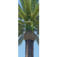 Pylônes arbres accès extérieur - Palmier royal - 10 à 30 m - Tronc marron_0