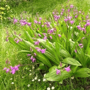 Bletilla striata - orchidée japonaise Bletilla striata - orchidée japonaise