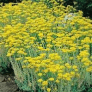 Vivace basse - sedum reflexum Vivace basse - sedum reflexum