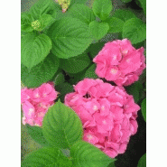 Plantes de terre de bruyere Plantes de terre de bruyere