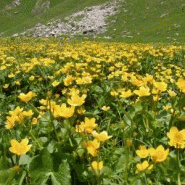 Caltha palustris - souci d'eau Caltha palustris - souci d'eau
