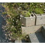 Mur de soutènement bétoflor