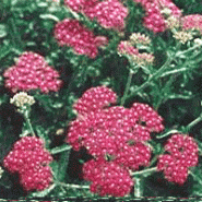 Plante - achillée millefolium Plante - achillée millefolium