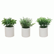 Plante verte de table H 14 cm - 3 modèles possibles
