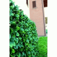 Haie osmanthe 3d - vert - 1m x 2m Haie osmanthe 3d - vert - 1m x 2m