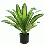 Dracena dans pot Ø13cm H50cm