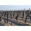 Piquet acacia - chataigner-pin toutes longueurs et sections