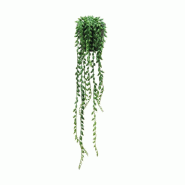 Succulente retombante sedum morganium dans pot H50/60cm à suspendre