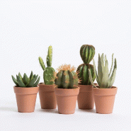 Plante grasse dans pot - 5 modèles possibles