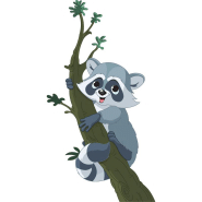 Sticker raton-laveur sur une branche