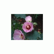 Plante hibiscus sinosyriacus 'autumn surprise Plante hibiscus sinosyriacus 'autumn surprise