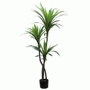 Dracena dans pot H130cm